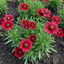 Set of 3 or 6 Coreopsis Uptick Red Hardy Perennial Plants, Bee Friendly Summer Flowering Tickseed, 1 Litre Root Ball