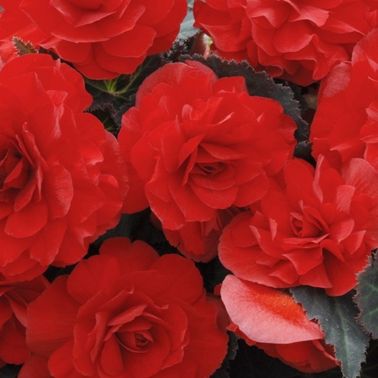 Begonia 'Mocca Scarlet' – Dark-Leaved Tuberous Begonia (2L Pot)
