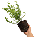 Euonymus Emerald n Gold Plant (2L Pot)