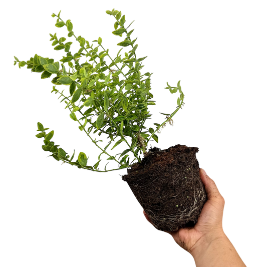 Euonymus 'Emerald n Gold' – Gold Variegated Evergreen Shrub (2L Pot)