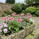 Potentilla Miss Wilmott Shrub Plants (Set of 3 or 6)
