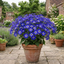 1 Senetti Kobalt Blue Pericallis Daisy Plant, Vibrant Outdoor Summer Bedding, 17cm Root Ball