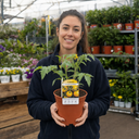 Golden Sunrise Tomato Plants