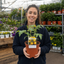 1 Golden Sunrise Tomato Plant, Live Heirloom Yellow Tomato, Outdoor Garden Ready, 2 Litre Root Ball