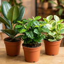 Coffea Arabica Plant (1L Pot)