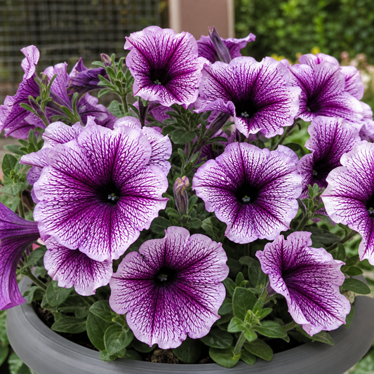 White petunia trumpets heavily veined in purple, in a grey patio pot