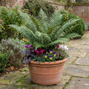 Dryopteris Atrata Wood Fern Plants (Set of 3 or 6)