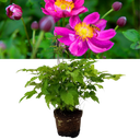Fantasy Ariel Plant (2L Pot)