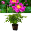 1 Large Anemone Plant - Fantasy Ariel, Ready to Plant in Your Garden, 2L