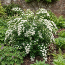 Spiraea Snowmound Plants