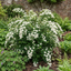 1 Spiraea Snowmound Plant, Outdoor White Flowering Hardy Compact Shrub, Bee Friendly, 2 Litre Root-Ball