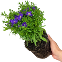 Alpha Dark Purple Space Plant (2L Pot)