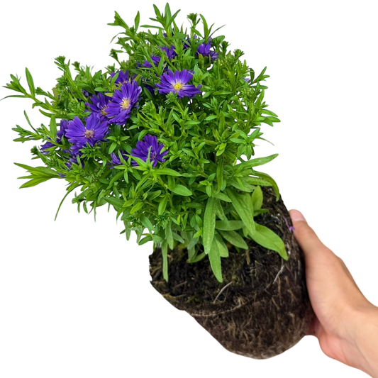 Aster 'Alpha Dark Purple' (Michaelmas Daisy) – Compact Perennial (2L Pot)