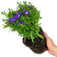 1 Large Aster Plant - Alpha Dark Purple Space, Ready to Plant in Your Garden, 2L