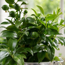 5Ltr Meyer Lemon Citrus Tree, Nursery Pots, Fruiting