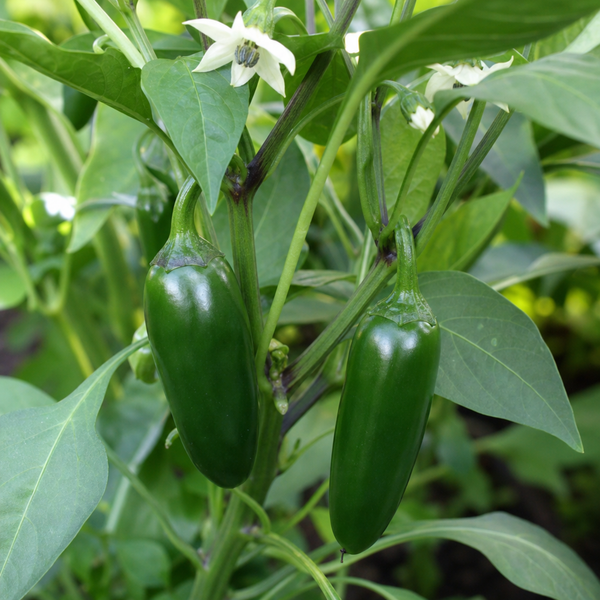 Jalapeno Chilli Pepper Plants