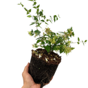 Abelia Francis Mason Plant (2L Pot)