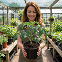 Premium Grafted Trilly Tomato Plants (Set of 3 or 6)