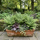 Soft Shield Fern Polystichum Plumosum Densum Plants (Set of 3 or 6)