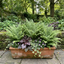 Set of 3 or 6 Soft Shield Fern Polystichum Plumosum Densum Plants, Hardy Evergreen Perennial, 1 Litre Root Ball