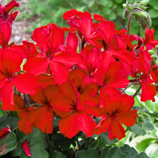 Bright scarlet single geranium flowers massed above dark green foliage