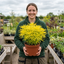 1 Choisya Goldfinger Plant, Hardy Evergreen Mexican Orange Blossom Shrub, 3L Root Ball