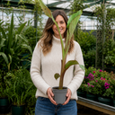 Banana Tree 3L (100–120 cm Tall)