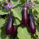 Grow Your Own Aubergine Galine Plants (Set of 3 or 6)