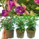 Fuchsia Diva Light Pink & Purple Plants (Set of 3 or 6)