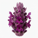 3 Stachys Byzantina Lamb's Ear Plants