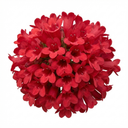 Penstemon Red Plants (Set of 3 or 6)