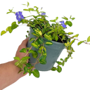 Vinca Minor ‘Illumination’ Plant
