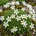 Saxifrage Marto White Mossy Alpine Plants (Set of 3 or 6)