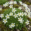 Set of 3 or 6 Saxifrage Marto White Mossy Alpine Plants, Hardy Evergreen Perennial Rockery Ground Cover, Outdoor Garden Ready, 1 Litre Root-Ball