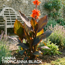 Canna Tropicanna Black Plants