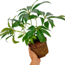 Hellebore Argutifolius Plant (2L Pot)