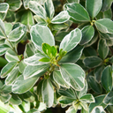 Euonymus Albomarginatus Plant (2L Pot)