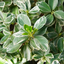 1 Large Plant - Euonymus Albomarginatus, Ready to Plant in Your Garden, 2L Pot