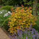 Physocarpus Diable D'or Plant (3L Pot)