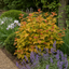 1 Large Plant - Physocarpus Diable D'or, Ready to Plant in Your Garden, 3L Pot