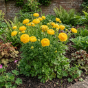 Ranunculus Vortex Golden Yellow Persian Buttercup Plants