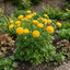 1 Ranunculus Vortex Golden Yellow Persian Buttercup Plant, Hardy Spring Flowering, 2Ltr Root-Ball
