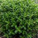 Hebe Emerald Gem Plants