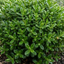 1 Hebe Emerald Gem Hardy Perennial Plant, Compact Evergreen Flowering Shrub, 2 Litre Root Ball