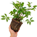 Hellebore Winter Moonbeam Plant (2L Pot)