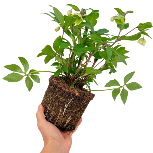 Hellebore 'Winter Moonbeam' – Winter Flowering Perennial (2L Pot)