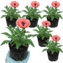 Papaver Orientale Victoria Louise Poppy Plants (Set of 3 or 6)