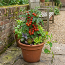 Tomato Totem Variety Plants (Set of 3 or 6)