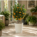 Calamondin Orange Tree 5Ltr, Indoor Citrus Tree, Pots