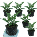 Evergreen Polypodium Vulgare Hardy Fern Plants for Shade Garden Plants (Set of 3 or 6)